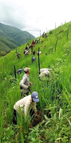 Group working on a steep grassy hillside, revisiting childhood memories in Vietnam’s forests.