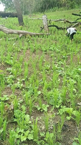 Dog exploring a lush vegetable garden with rows of young plants in Vietnam’s forests.