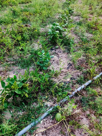 Watermelon growing on a vine near an irrigation pipe in a farmer’s garden plot.