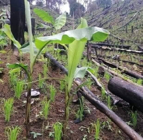 Young banana plant with green leaves growing in dense vegetation in Vietnam’s forests.