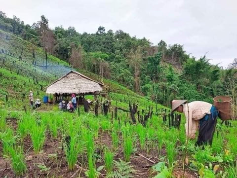 Farmers at work in a rice paddy near a thatched hut in Vietnam’s lush forests.