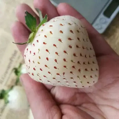 800 Seeds - White Strawberry Seeds - White Alpine Strawberry Seeds for Planting White Alpine Strawberries Snowberry | Pearl White Strawberry / Arctic Bliss Vanilla / Frost Moonlight Berry Seeds - Image #3