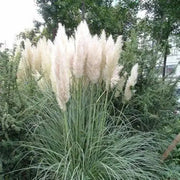 1200 Pampas Grass Seeds White Cortaderia Selloana Seeds Perennial Flowering ORNIMENTAL Grasses FEATHERY Blooms Wedding Holiday Festival Decor