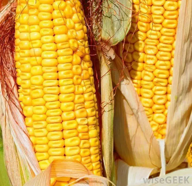 4600 Yellow Field Corn Seeds Dent Corn Kernels Grain Corn Seeds Field Corn for Corn Meal Grinding Planting Heirloom Non-GMO - The Rike Inc