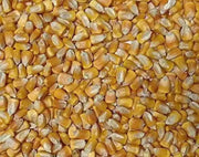 4600 Yellow Field Corn Seeds Dent Corn Kernels Grain Corn Seeds Field Corn for Corn Meal Grinding Planting Heirloom Non-GMO - The Rike Inc