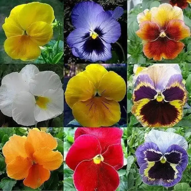 1500 Pansy Flower Seeds Garden Pansy Pink Pansy Seeds Violet Pansy Blue Pansy Flower Mixed Color - The Rike Inc