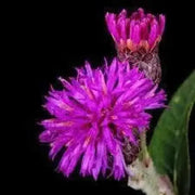 1000 Seeds Ironweed Seeds - Vernonia Fasciculata Baldwin's Ironweed Seeds for Planting Bach dau ong Vernonia Noveboracensis Western Ironweed herb Seeds