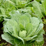 500 Seeds - Collard Green Seeds | Planting Georgia Southern or Giant Champion Collard | Delicious Blue-Green Cabbage Leaves | Non-GMO & Heirloom Variety | Easy to Grow - The Rike The Rike