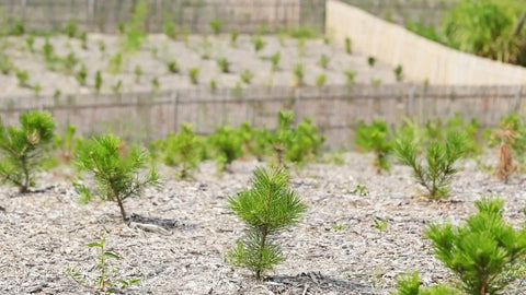 Rows of young pine tree saplings planted on gravelly soil for an effective windbreak design.