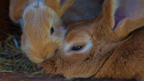 Adorable rabbits snuggling together, perfect for an article on choosing the right rabbit breed.