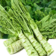 50 Seeds Celtuce Seeds - Chinese Stem Lettuce Seeds Rau Diep Thom Rau Diep Ngong Lettuce Seeds Asparagus Luttuce Woju Wosum Seeds Lactuca Sativa VAR. Augustana Asparagina - The Rike Inc