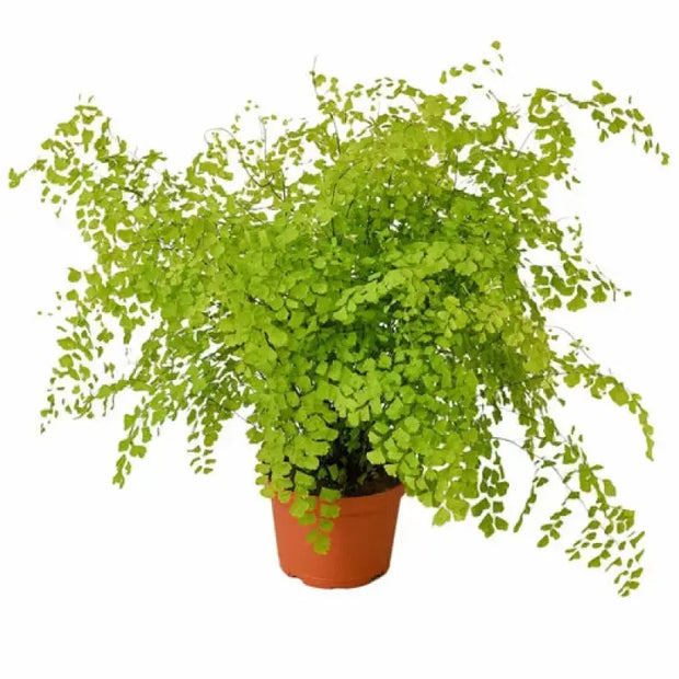 Maidenhair Fern House Plant Dropship