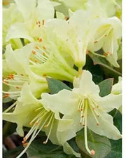 100 Seeds do Quyen Seeds, Rhododendron Seeds Flower Seeds Mixed Azalea Flower Seeds for Planting Rhododendron Simsii Seeds Schlippenbachii Bush Shrub Flowers Plant Seeds