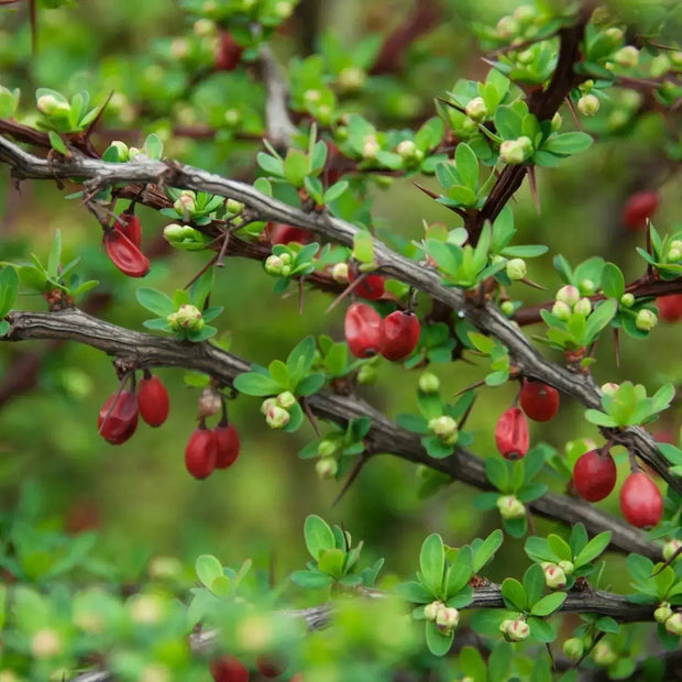 15 Seeds - Japanese Barberry Seeds, Thunbergii or Red Thunberg's Barberry - Hardy Deciduous Berberis Thunbergii Shrub Seeds to Grow Trees for Outdoor Deer Resistant Ornamental Hedges/Screens The Rike