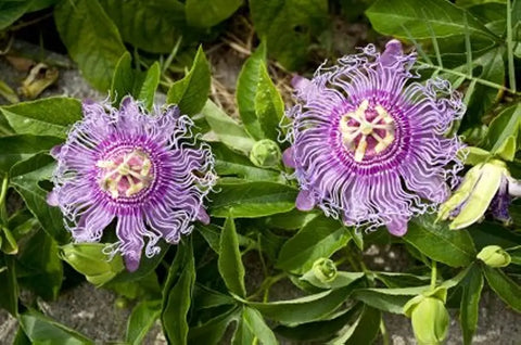 Growing Passionflower from Seed