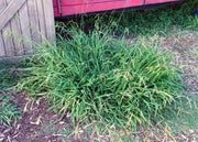 1000 Dallisgrass Seeds Paspalum dilatatum Dallas Grass Weed Killer Sticky Head to Prevent Soil Erosion