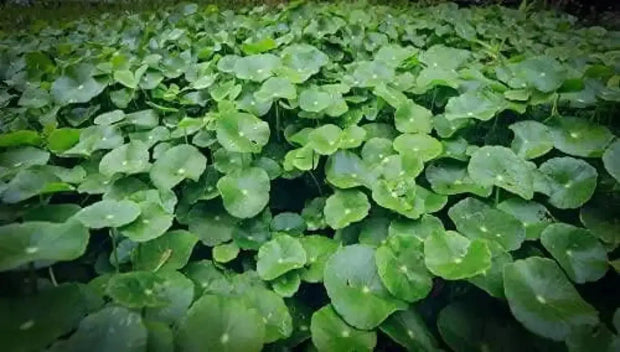 500 Seeds Gotu Kola Seeds Centella Asiatica Seeds Indian Pennywort Seeds Centella Asiatica Rau Ma Seeds - The Rike Inc