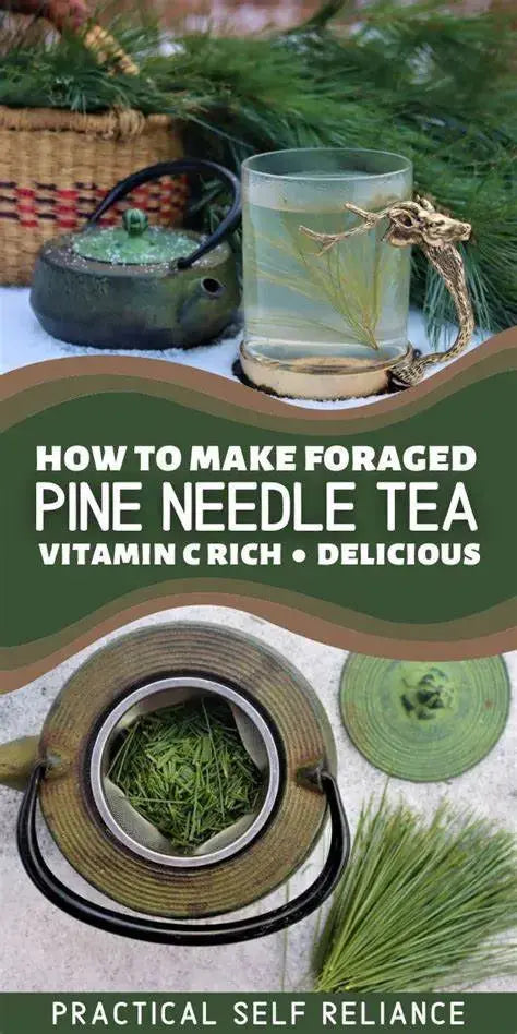 The Rike Dehydrated Pine Needle Tea Organic USA Eastern White Pine Needle Tea Herbal Pine Needles Pine Needle Leaves Herb Fresh - Image #8