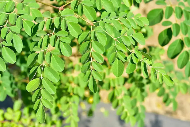 250 Seeds Moringa Oleifera Seeds for Planting Drumstick Seeds Non-GMO moringa plant seeds for Sprouting, Planting, Cooking Seeds large package ($4.5 shipping charge customer)