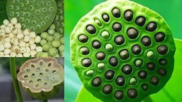 30 Seeds Lotus Seed for Planting Bonsai Pink Nelumbo nucifera Seeds, Water Lotus Seeds, Egyptian Bean Seeds, Indian Lotus Seeds, Pink Lotus Seeds - The Rike Inc