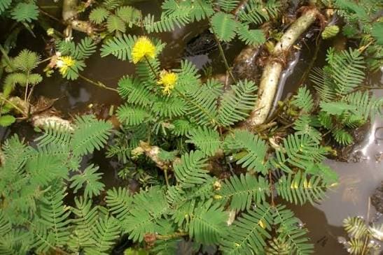 2 pack x 250 Seeds - Water Mimosa Seeds, Hat Rau Nhut Seeds for Planting