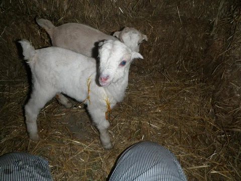Young white goat kid standing on straw-covered ground at Luna Herb Co. & The Smelly Gypsy.