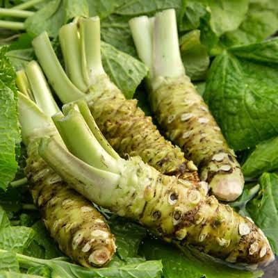 wasabi plant seeds for sale 2 pack x 150 Wasabi Seeds for Unique Flavors Bonsai Spice Up Your Garden