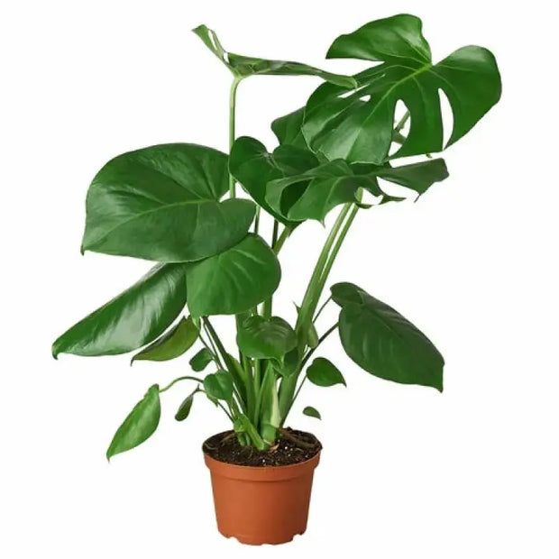 Philodendron Monstera Split-Leaf House Plant Dropship