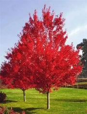 100 Red Maple Seeds - American Maple Seeds, Red Leaf Japanese Maple, Red Maple Tree Seeds, Red Sugar Maple Tree Seeds, Sugar Maple Tree Seeds, Acer Maple Seeds