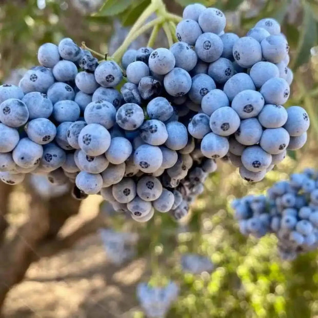 100 Seeds - Blue Elderberry Seeds (Sambucus Caerulea) | Arizona Elder Tree Shrub Fruit Berry Seeds | Edible Berries Juicy Fruit | Sierra or Huckleberry Elderberry - The Rike - Image #5