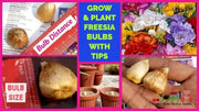 10 Freesia Bulbs South Africa Freesia Flower Bulbs Mixed Color Easy to Grow Bonsai Garden Non GMO HOA LAN NAM Phi Bulbs - Image #3