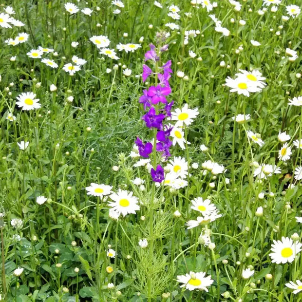 1000 Chamomile Seeds Non-GMO White Daisy Flower German Chamomile Flower Seeds Camomile Seeds Matricaria chamomilla Scarborough Seeds Matricaria recutita herb Seeds Non-GMO 98% High Germination