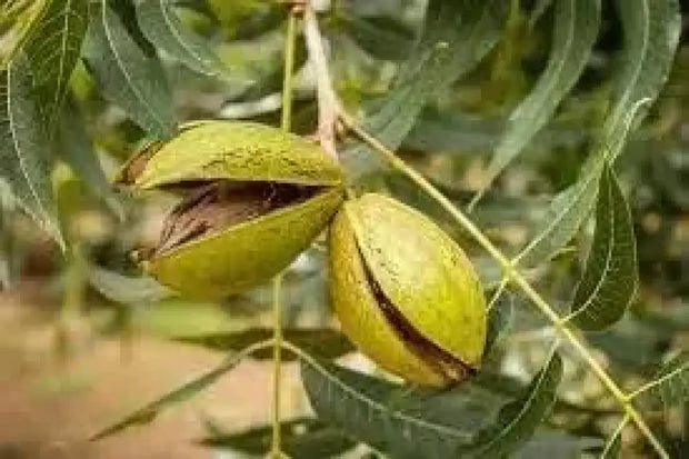 10 Seeds Pecan Tree Seeds for Planting Carya illinoinensis