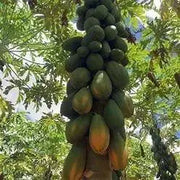 150 Mexican Papaya Seeds for Planting Carica Papaya Seeds, Papaya, Pawpaw, Asimina triloba Organic Non-GMO - The Rike Inc