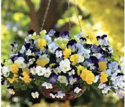 1500 Pansy Flower Seeds Garden Pansy Pink Pansy Seeds Violet Pansy Blue Pansy Flower Mixed Color - The Rike Inc