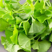 100-gram Dried Gotu Kola Leaf Tea | Hojas de Centella Asiatica, Indian Pennywort, Rau Ma, Asiatic Pennywort, Mandukaparni - Kodavan Leaf