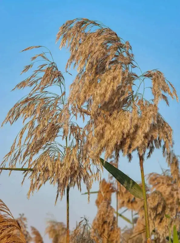 Common Reed Mac 5 pack x Evergreen Common Reed Seeds 2000 Seeds for Planting