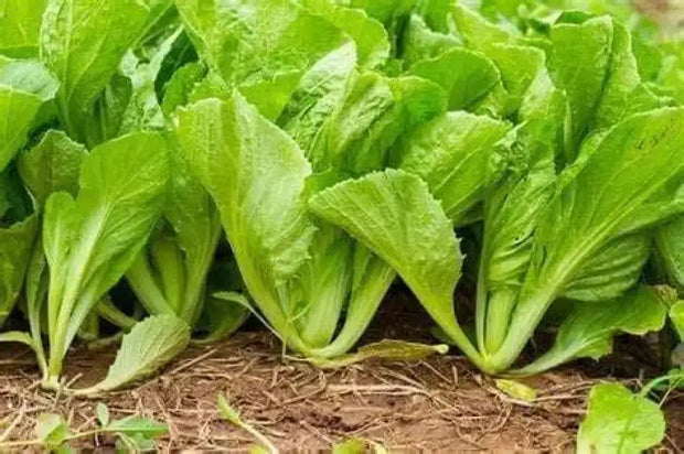 1500 Seeds Mustard Seeds – Cải Bẹ Xanh Green Field Mustard Lettuce Spinach Seeds Brassica rapa BAU-Sin Chinese Mustard Seed Tendergreen GAI Choi Heirloom Non GMO - The Rike Inc