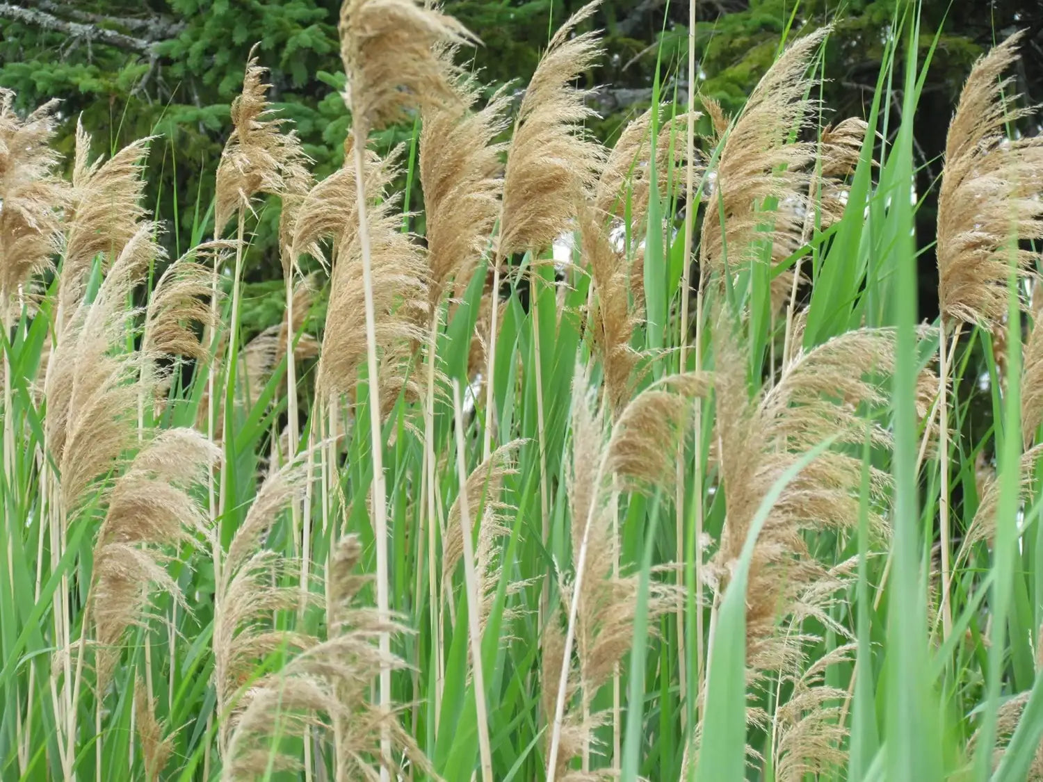 Common Reed 2000 Seeds for Planting - Perennial Reed Grasses - Communis Phragmites Australis Seeds