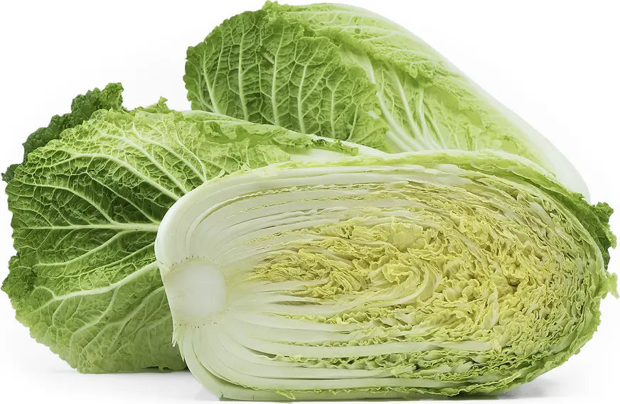 Napa Cabbage Information and Facts