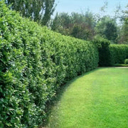 20 Seeds Border Privet Seeds for Planting Privet Bush Tree Seeds Ligustrum obtusifolium Ligustrum Japonicum Seeds ligustrum vulgare Seeds Amur Privet Seeds Ligustrum waxleaf Privet Seeds - The Rike Inc