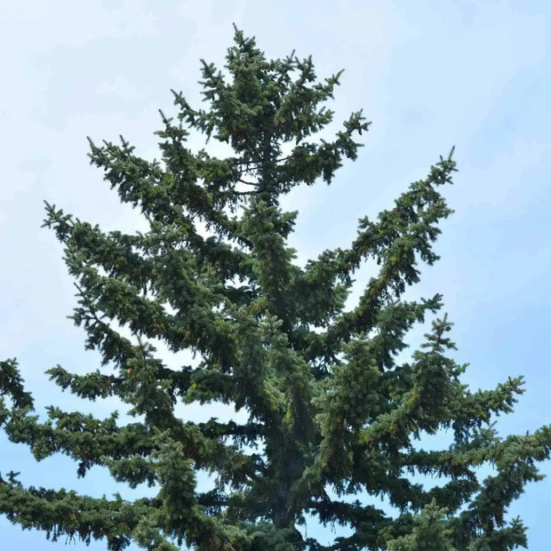 200 Seeds - Blue Spruce Seeds | Colorado State Blue Spruce Pine Seeds for Planting - Rocky Mountain Blue Spruce or Silver Tip Spruce Seeds for Landscaping Plant | Picea pungens Seeds - The Rike - The Rike Inc