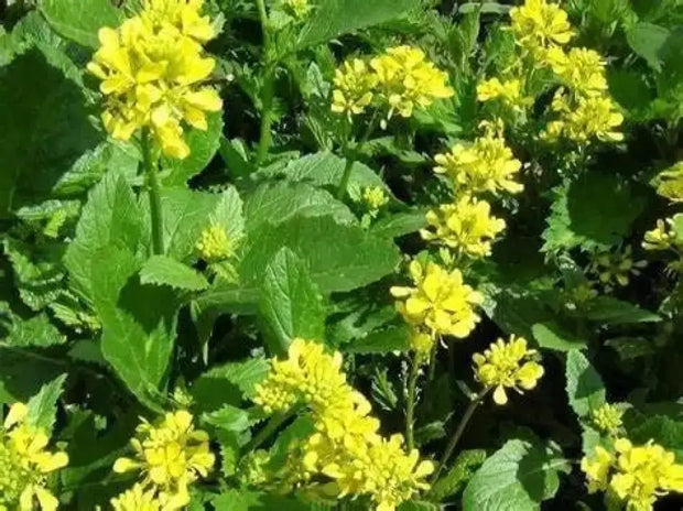 1500 Seeds Mustard Seeds – Cải Bẹ Xanh Green Field Mustard Lettuce Spinach Seeds Brassica rapa BAU-Sin Chinese Mustard Seed Tendergreen GAI Choi Heirloom Non GMO - The Rike Inc