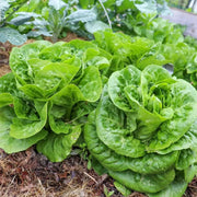 3000 Seeds Salad Lettuce Seeds - Vegetable Seeds for Planting Non-GMO Romaine Lettuce Seeds, Green Leaf Lettuce Seeds, Garden Seeds The Rike