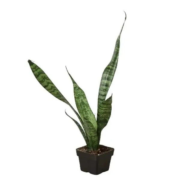 Snake Plant 'Zeylanica' House Plant Dropship