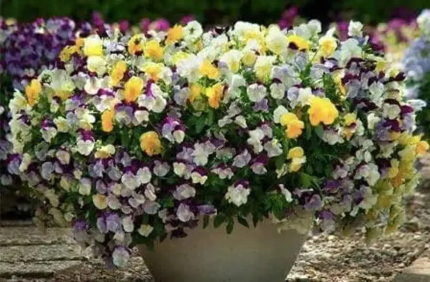 1500 Pansy Flower Seeds Garden Pansy Pink Pansy Seeds Violet Pansy Blue Pansy Flower Mixed Color - The Rike Inc