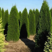 100 Seeds - American Arborvitae Tree Seeds - Giant Thuja Tree, Thuja Occidentalis - White Cedar Seeds for Planting - Swamp Eastern Thuja White Arborvitae Seeds for Home and Garden - The Rike