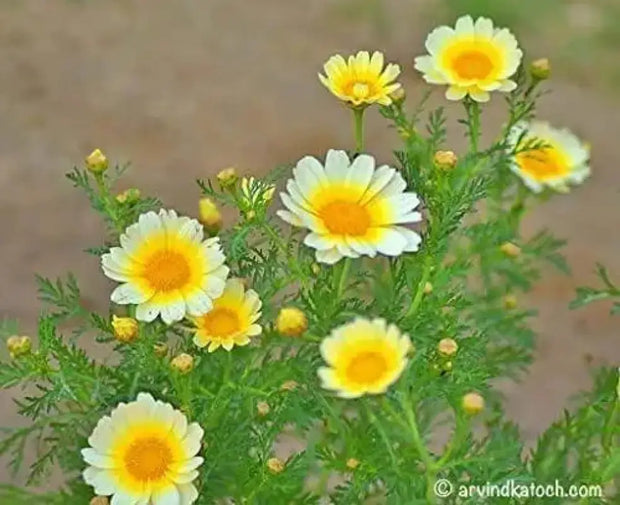 1500 Crown Daisy Seeds Garland Chrysanthemum, Coronarium Glebionis, Edible Chrysanthemum, shungiku, chop-Suey-Green, Japanese-Green, tangho, tongho, antimonio, mirabeles, Moya, Chrysanthemum Seeds - The Rike Inc