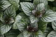 80 Seeds Mint Chocolate Herb Seeds for Planting, Chocolate Mint Plant Seeds - The Rike Inc
