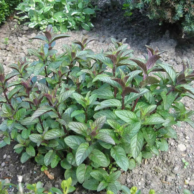 80 Seeds - Mint Chocolate Herb Seeds (Mentha x piperita 'Chocolate'), Fast-Growing Chocolate Mint Plant Seeds for Planting Herb Garden - The Rike - Image #1